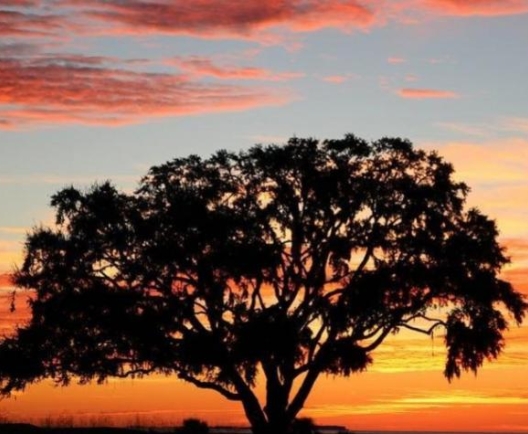 tree sunset
