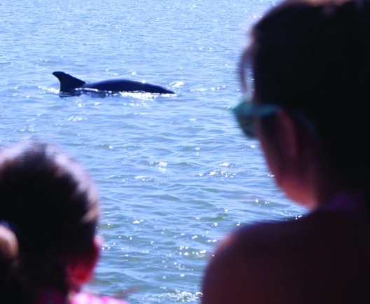 dolphin