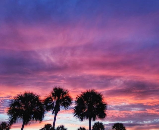 sunset palms