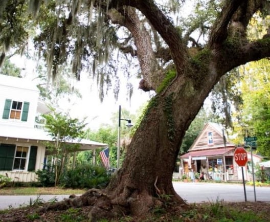 weeping willow