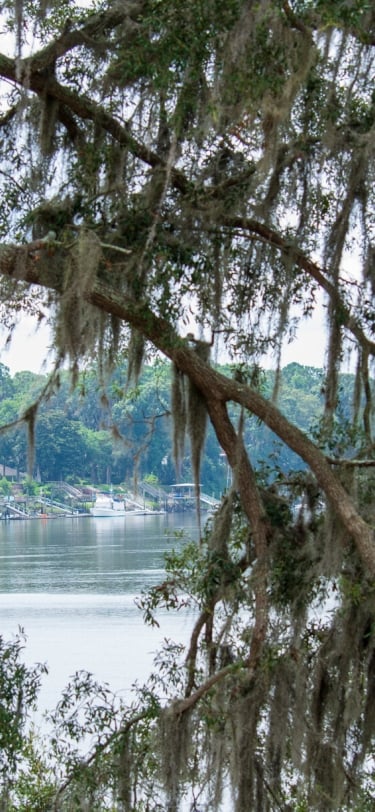 bluffton waterway through spanish moss tree