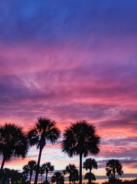 sunset palms