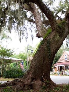 weeping willow