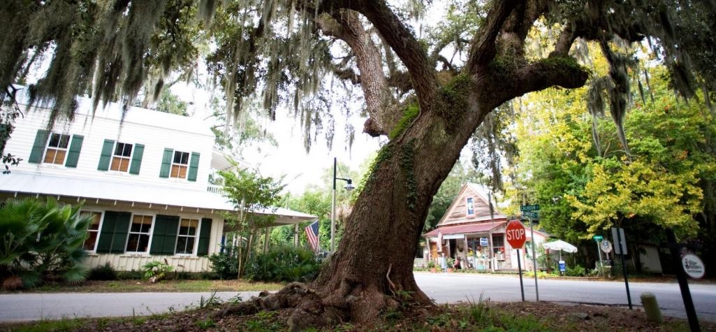 weeping willow